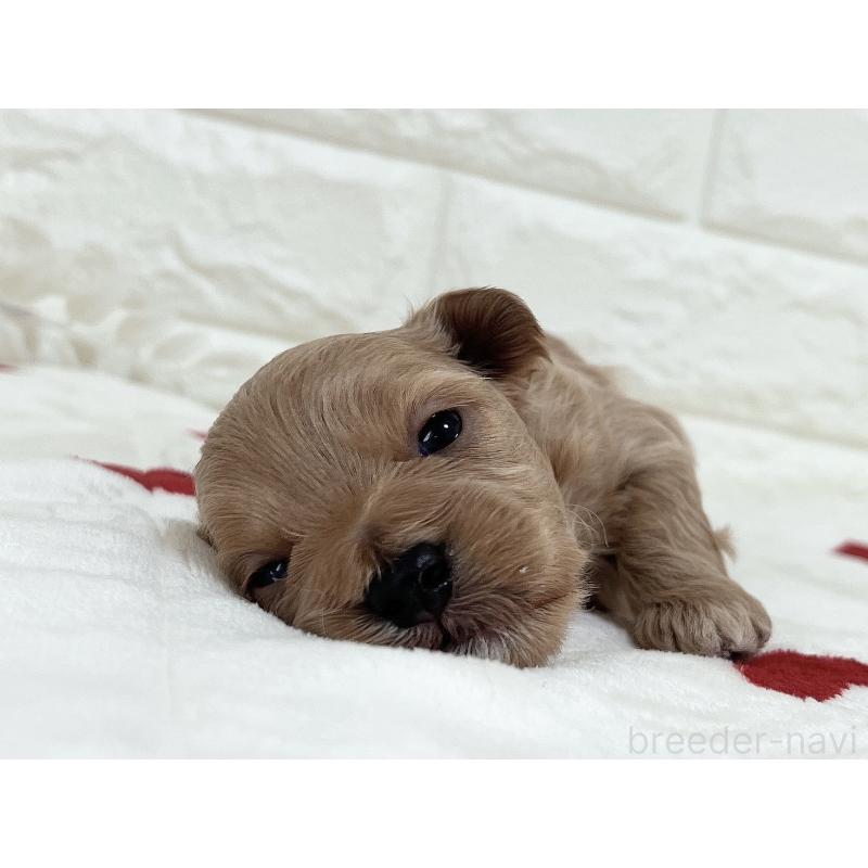 販売中の福岡県のマルプー:マルチーズ×トイプードル-416589の35枚目