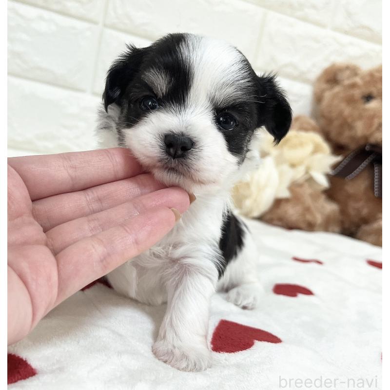 販売中の福岡県のチワマル:チワワ×マルチーズ-414967の44枚目