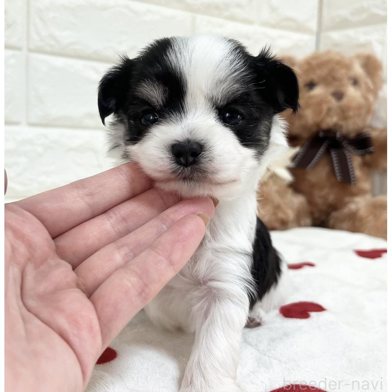 販売中の福岡県のチワマル:チワワ×マルチーズ-414967の43枚目