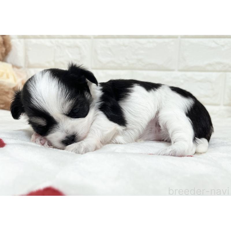 販売中の福岡県のチワマル:チワワ×マルチーズ-414967の42枚目