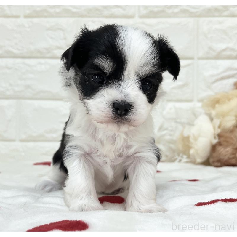 販売中の福岡県のチワマル:チワワ×マルチーズ-414967の41枚目