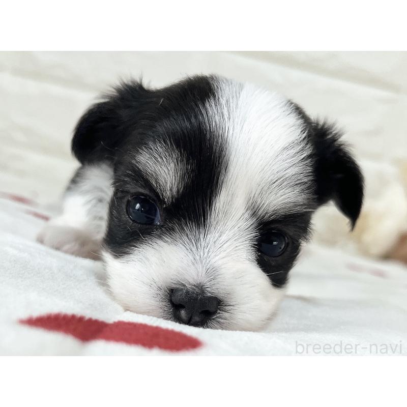 販売中の福岡県のチワマル:チワワ×マルチーズ-414967の40枚目