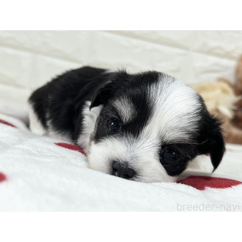 販売中の福岡県のチワマル:チワワ×マルチーズ-414967の39枚目