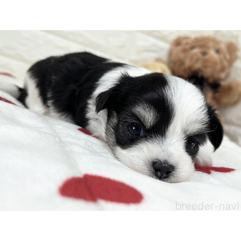 販売中の福岡県のチワマル:チワワ×マルチーズ-414967の38枚目