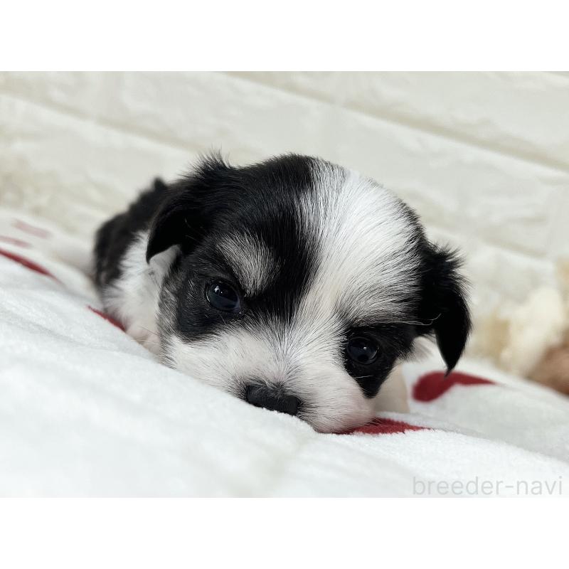 販売中の福岡県のチワマル:チワワ×マルチーズ-414967の37枚目