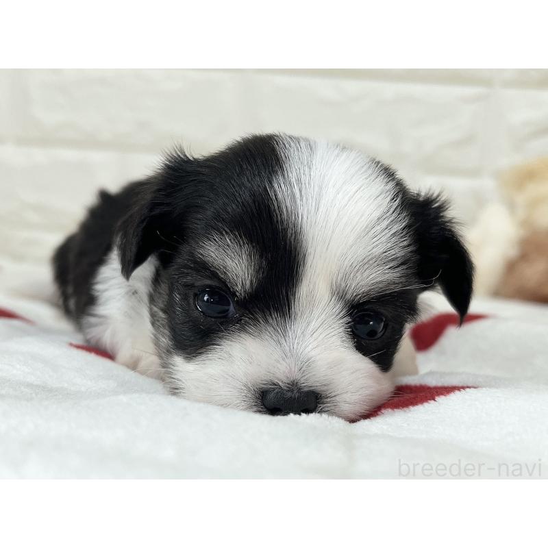 販売中の福岡県のチワマル:チワワ×マルチーズ-414967の36枚目