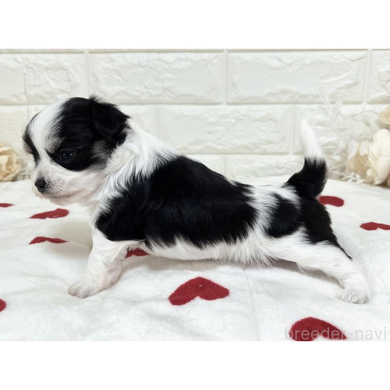 販売中の福岡県のチワマル:チワワ×マルチーズ-414967の35枚目