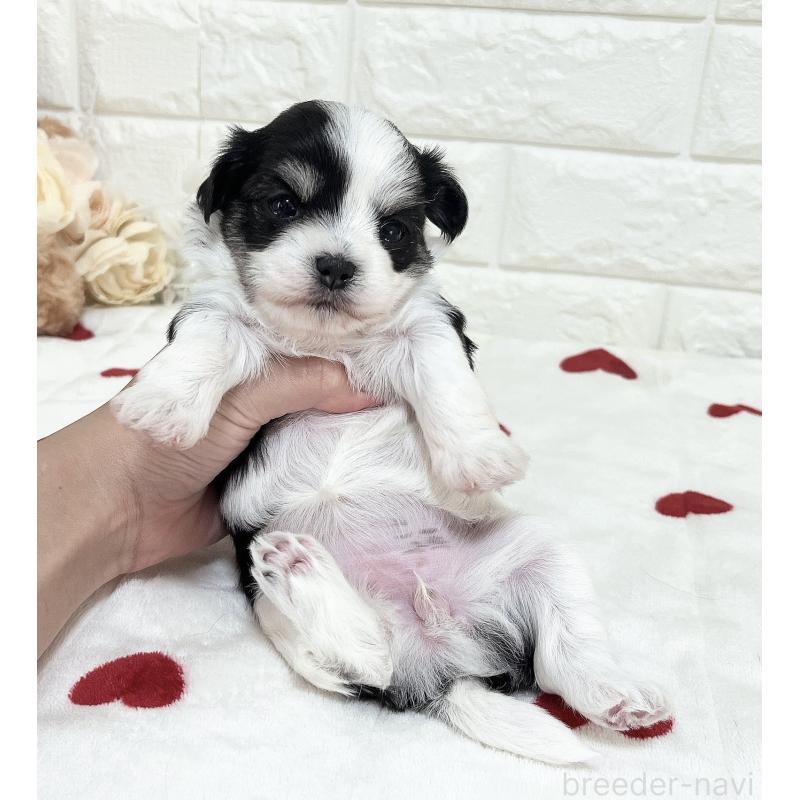 販売中の福岡県のチワマル:チワワ×マルチーズ-414967の34枚目