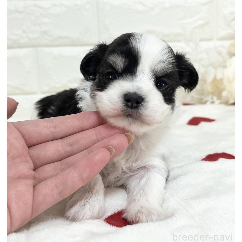 販売中の福岡県のチワマル:チワワ×マルチーズ-414967の33枚目