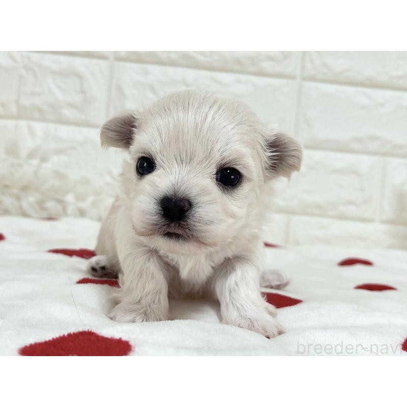 販売中の福岡県のチワマル:チワワ×マルチーズ-414966の54枚目