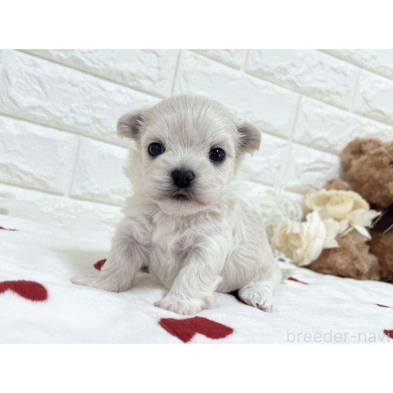 販売中の福岡県のチワマル:チワワ×マルチーズ-414966の53枚目