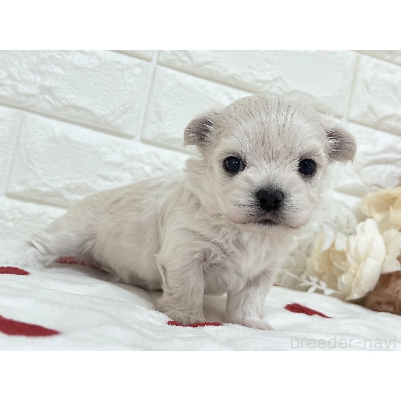 販売中の福岡県のチワマル:チワワ×マルチーズ-414966の52枚目