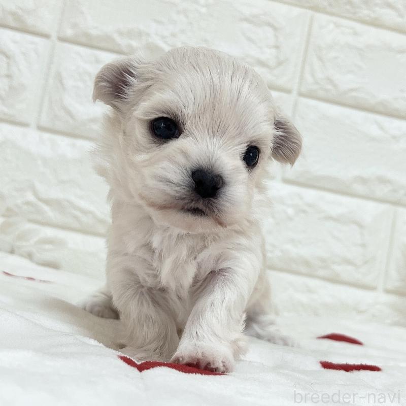 販売中の福岡県のチワマル:チワワ×マルチーズ-414966の51枚目