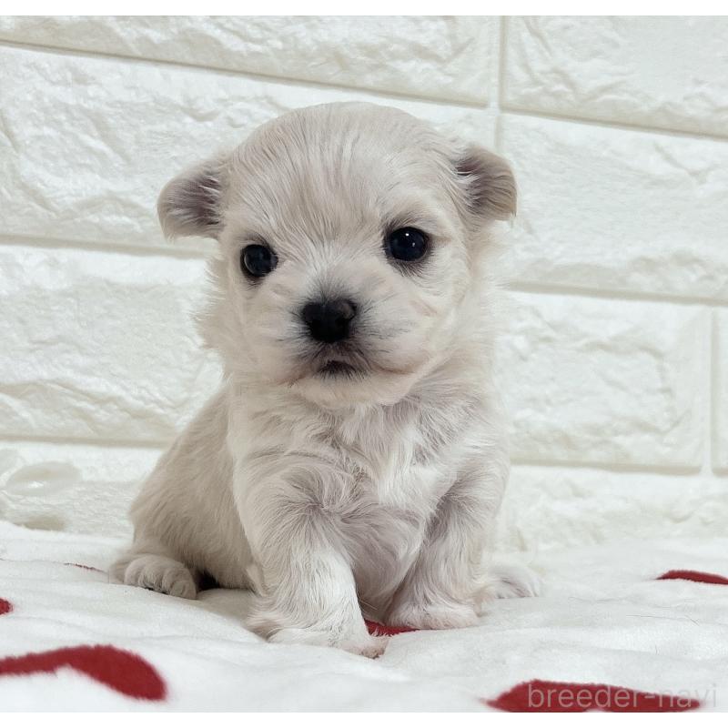 販売中の福岡県のチワマル:チワワ×マルチーズ-414966の50枚目