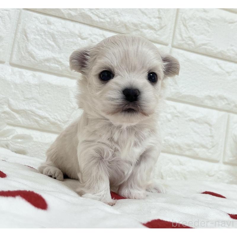 販売中の福岡県のチワマル:チワワ×マルチーズ-414966の49枚目