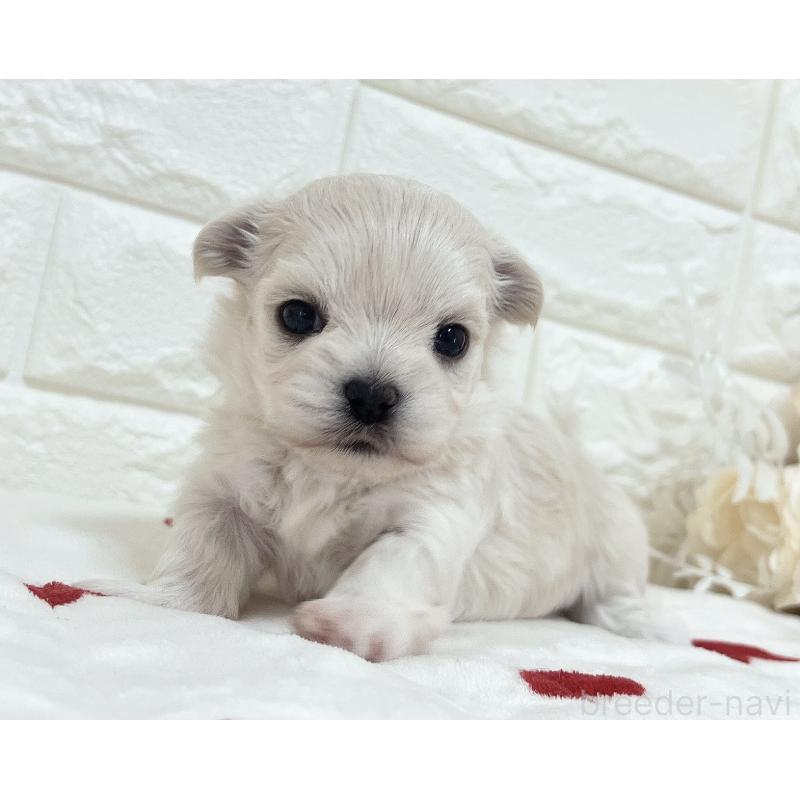 販売中の福岡県のチワマル:チワワ×マルチーズ-414966の48枚目