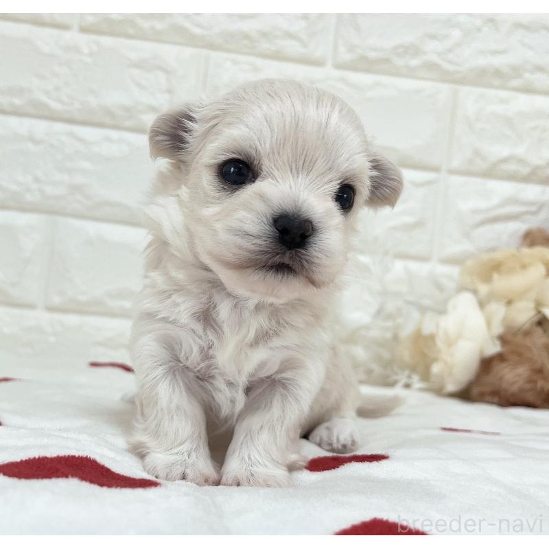 販売中の福岡県のチワマル:チワワ×マルチーズ-414966の47枚目