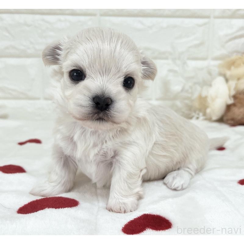 販売中の福岡県のチワマル:チワワ×マルチーズ-414966の46枚目