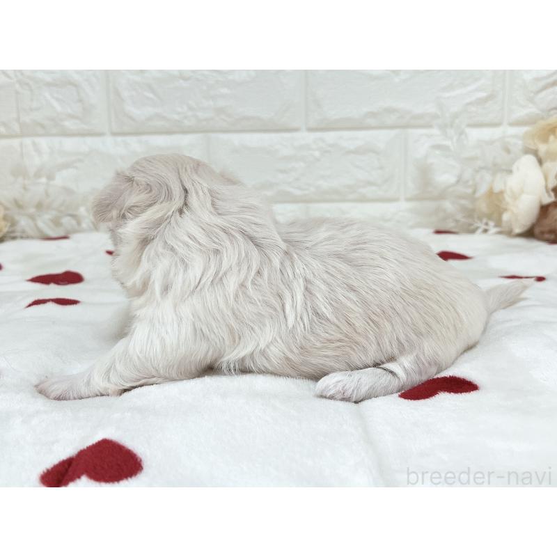 販売中の福岡県のチワマル:チワワ×マルチーズ-414966の45枚目