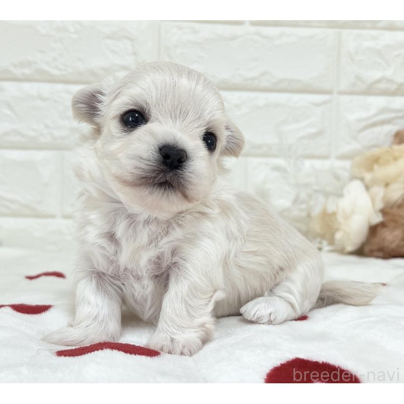 販売中の福岡県のチワマル:チワワ×マルチーズ-414966の44枚目