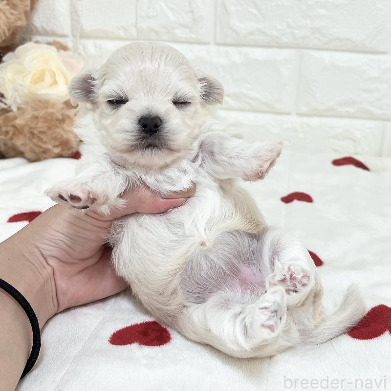 販売中の福岡県のチワマル:チワワ×マルチーズ-414966の43枚目