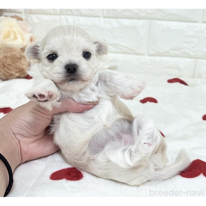 販売中の福岡県のチワマル:チワワ×マルチーズ-414966の42枚目