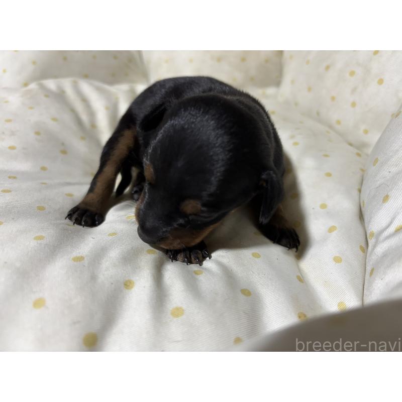 成約済の千葉県のトイマンチェスターテリア-416913の4枚目