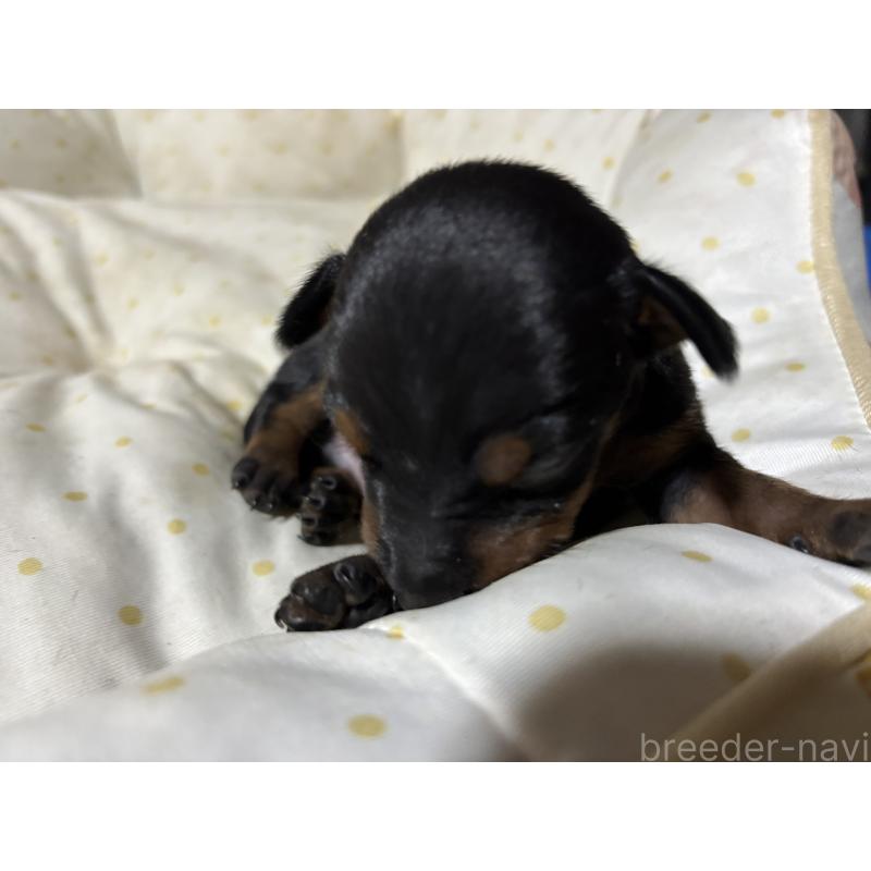 販売中の千葉県のトイマンチェスターテリア-416907の9枚目