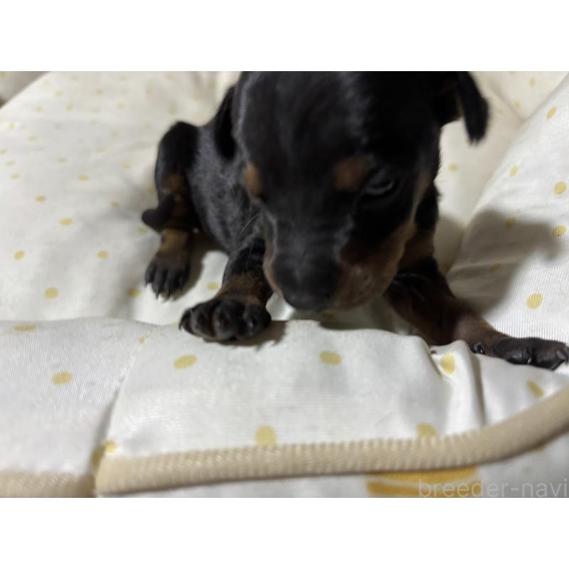 商談中の千葉県のトイマンチェスターテリア-416908の8枚目