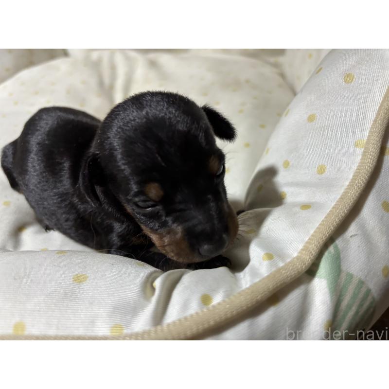 商談中の千葉県のトイマンチェスターテリア-416908の7枚目