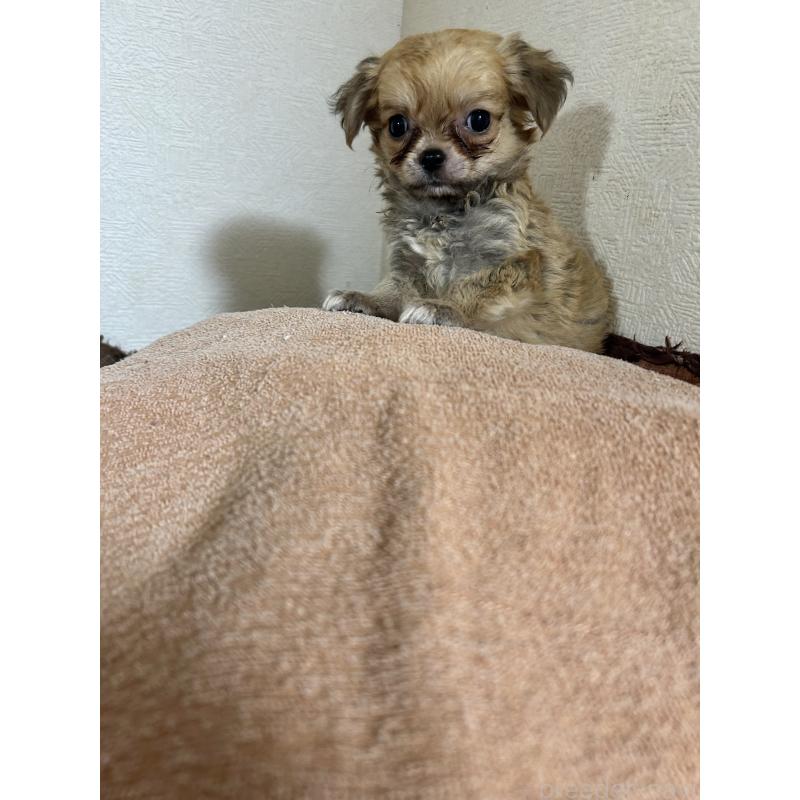 販売中の埼玉県のミックス犬-419719の1枚目