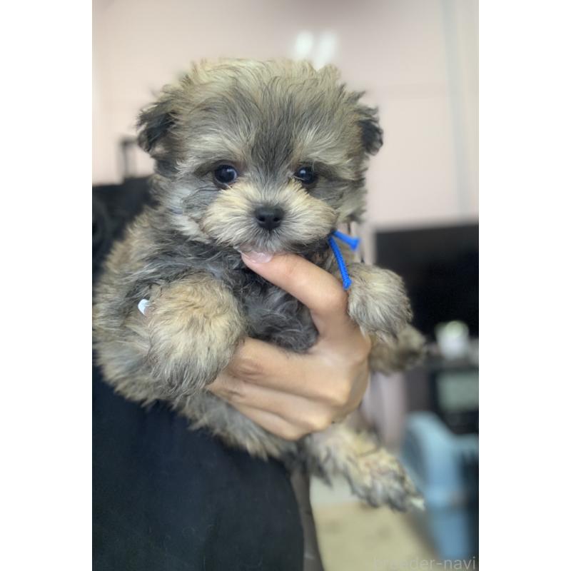 商談中の滋賀県のポメマル:ポメラニアン×マルチーズ-414091の5枚目