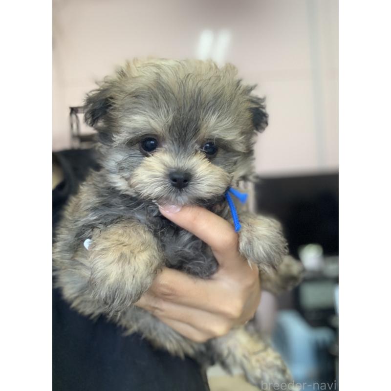 商談中の滋賀県のポメマル:ポメラニアン×マルチーズ-414091の4枚目