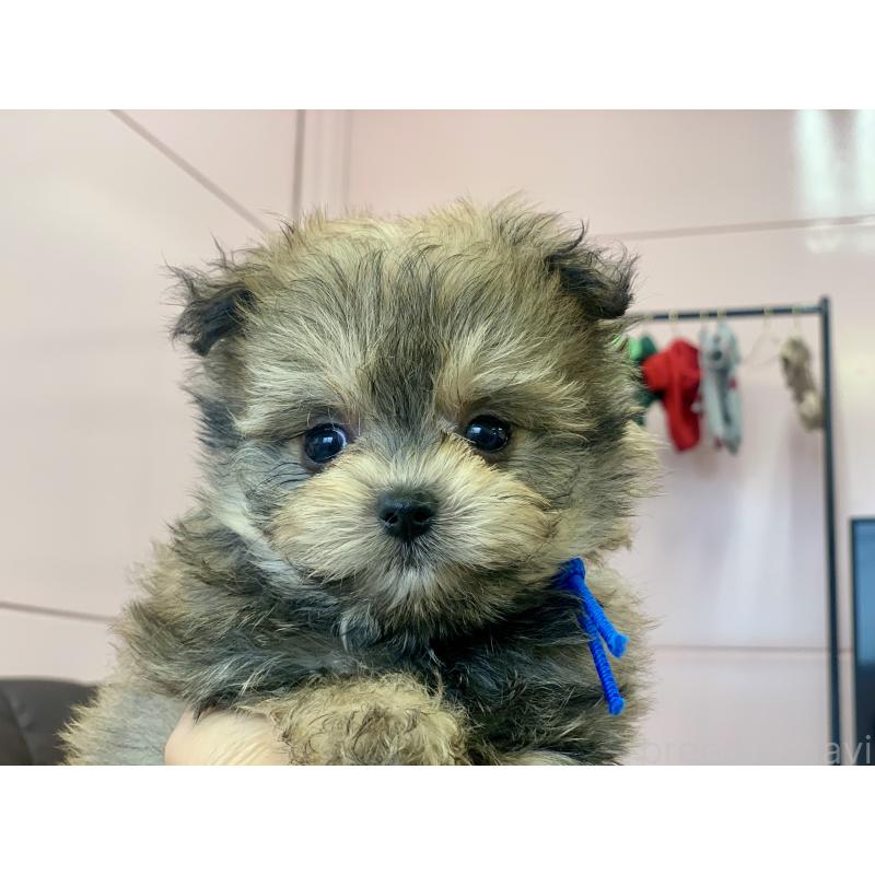 商談中の滋賀県のポメマル:ポメラニアン×マルチーズ-414091の3枚目