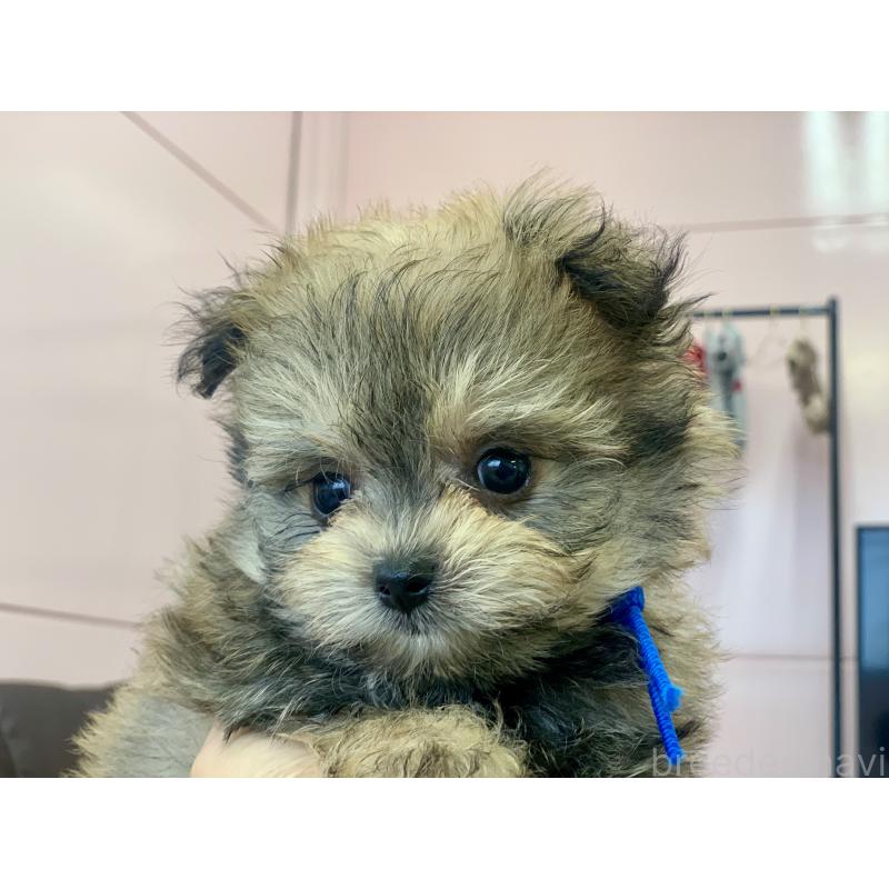 商談中の滋賀県のポメマル:ポメラニアン×マルチーズ-414091の2枚目