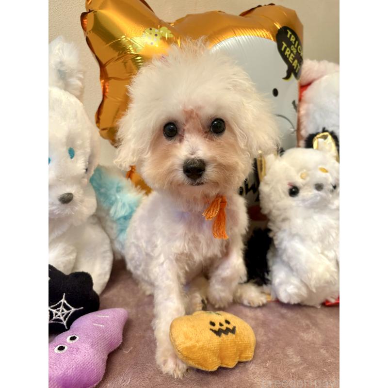 販売中の東京都のミックス犬-404061