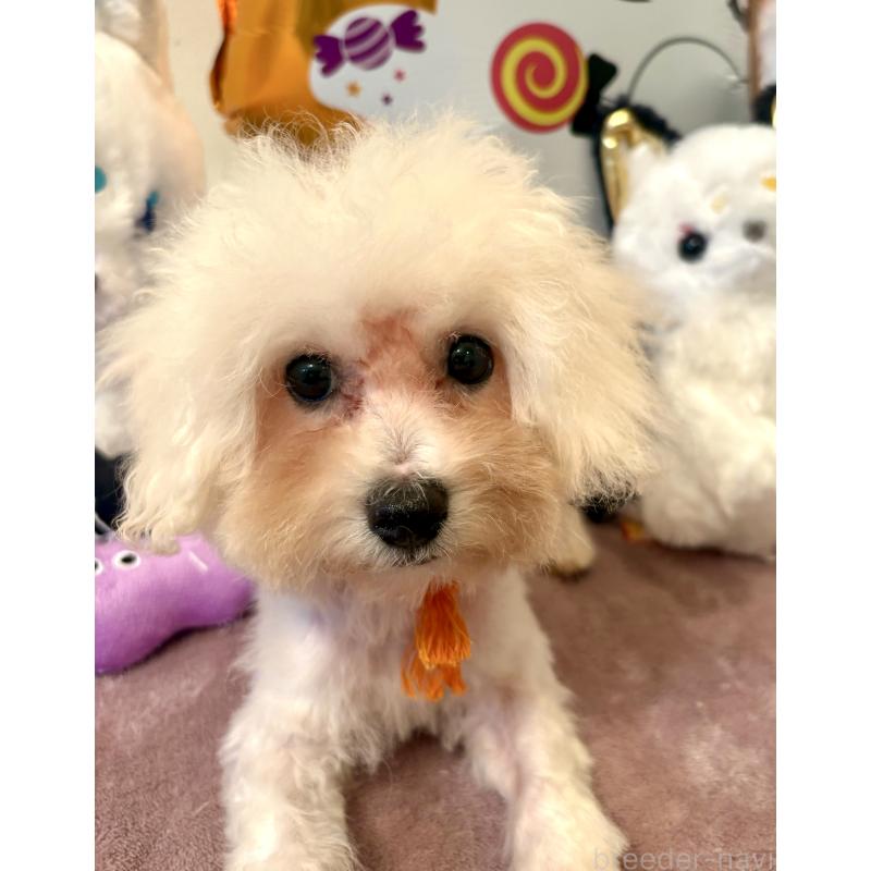 販売中の東京都のミックス犬-404061の7枚目