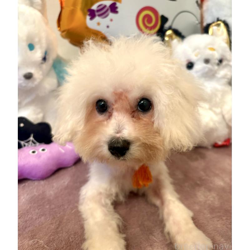 販売中の東京都のミックス犬-404061の6枚目