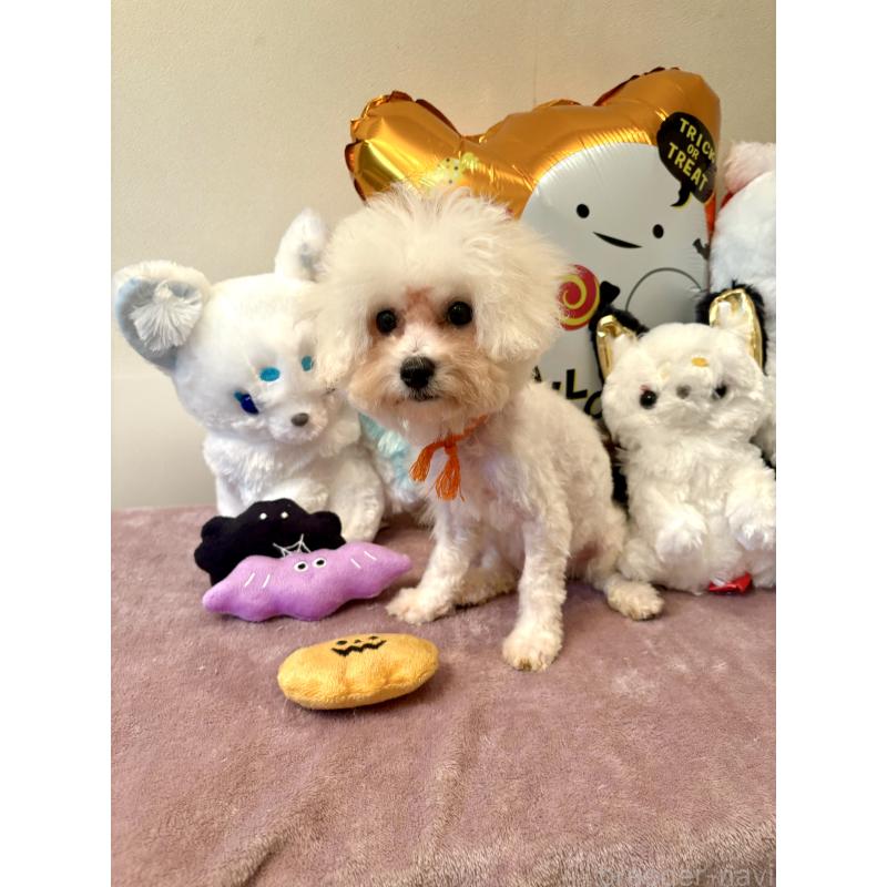 販売中の東京都のミックス犬-404061の5枚目