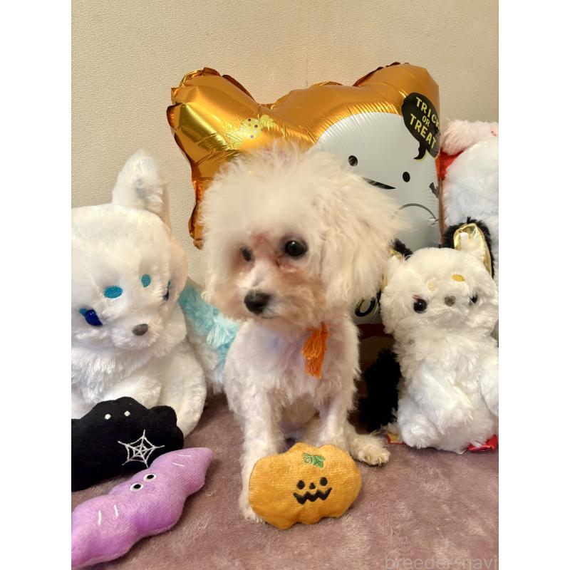 販売中の東京都のミックス犬-404061の4枚目