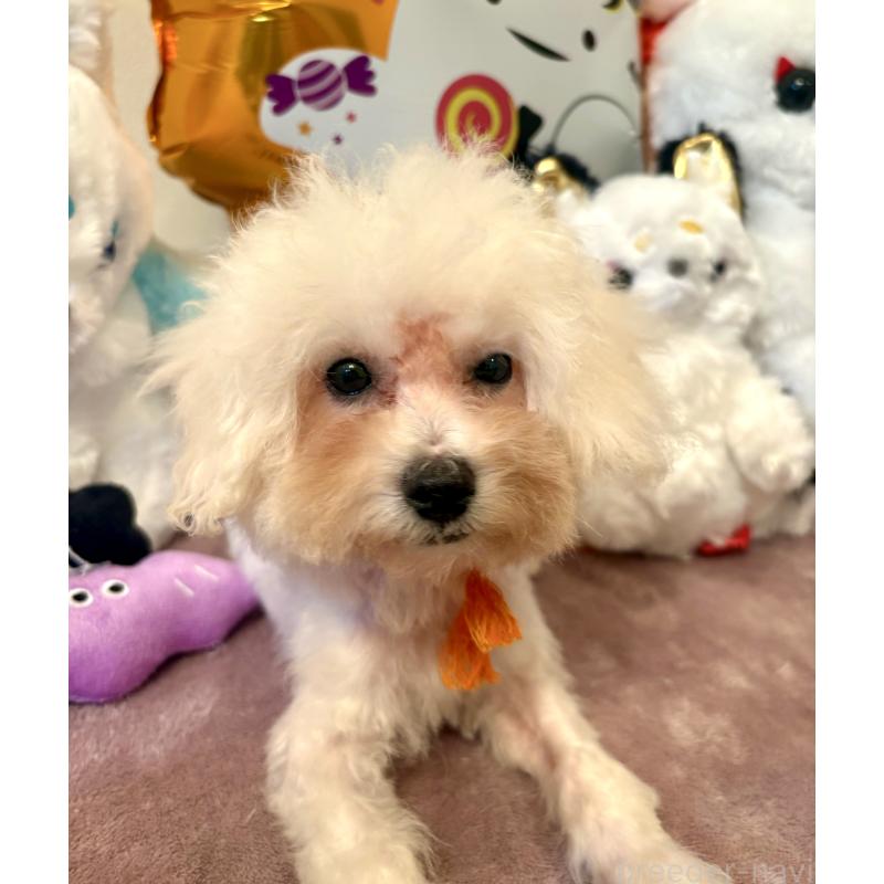 販売中の東京都のミックス犬-404061の3枚目