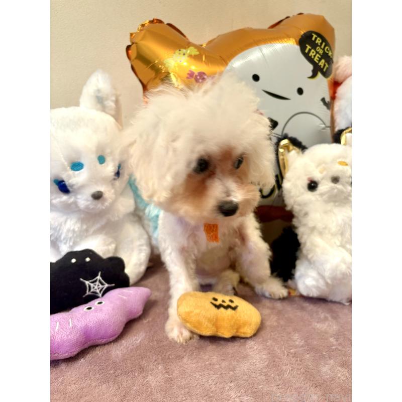 販売中の東京都のミックス犬-404061の2枚目