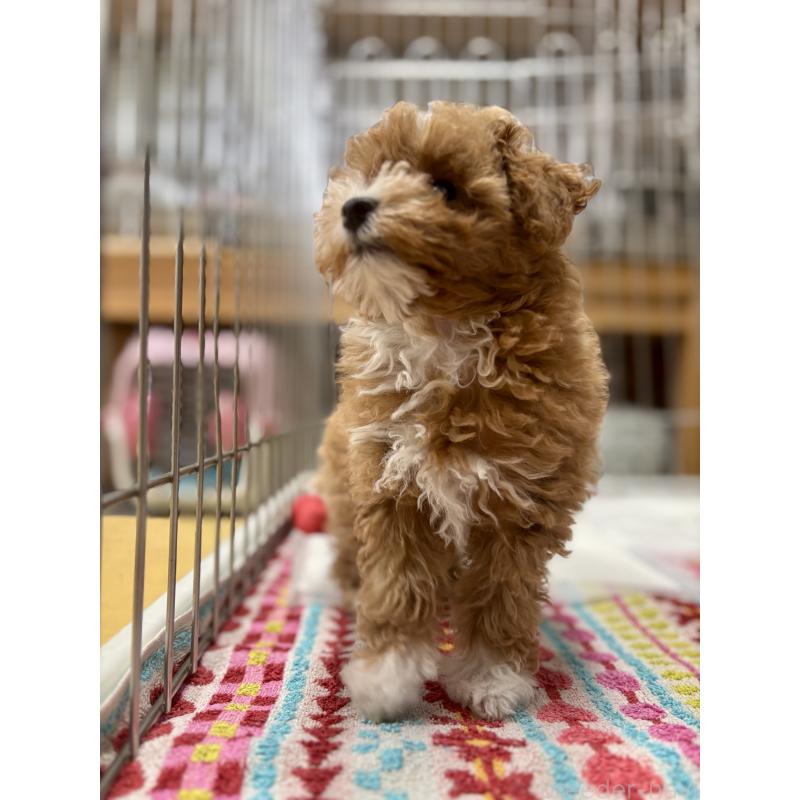 販売中の福岡県のマルプー:マルチーズ×トイプードル-415906の6枚目