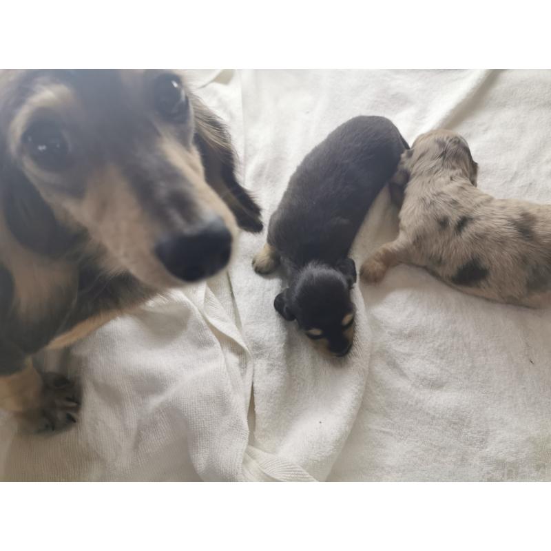 販売中の茨城県のカニンヘンダックスフンド(ロングヘアード)-418119の8枚目