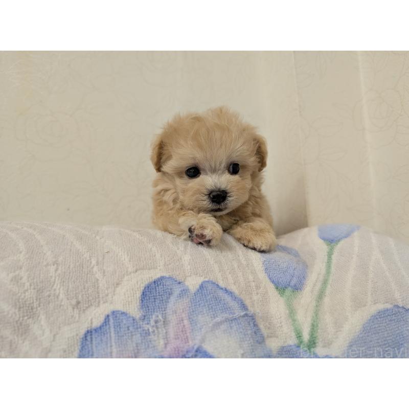 販売中の宮崎県のミックス犬-419727の7枚目
