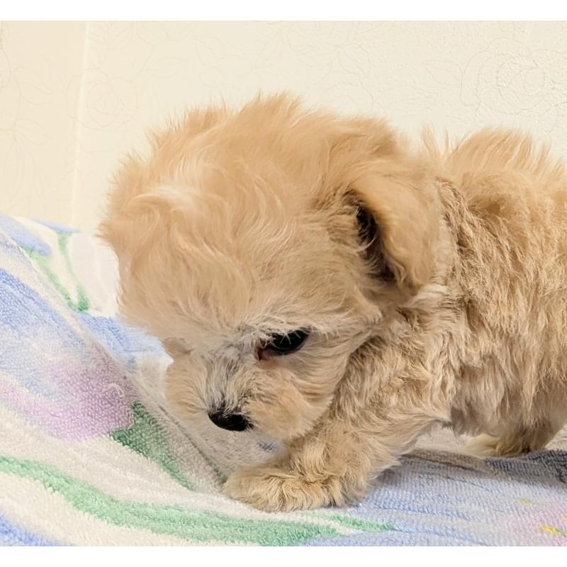 販売中の宮崎県のミックス犬-419727の6枚目