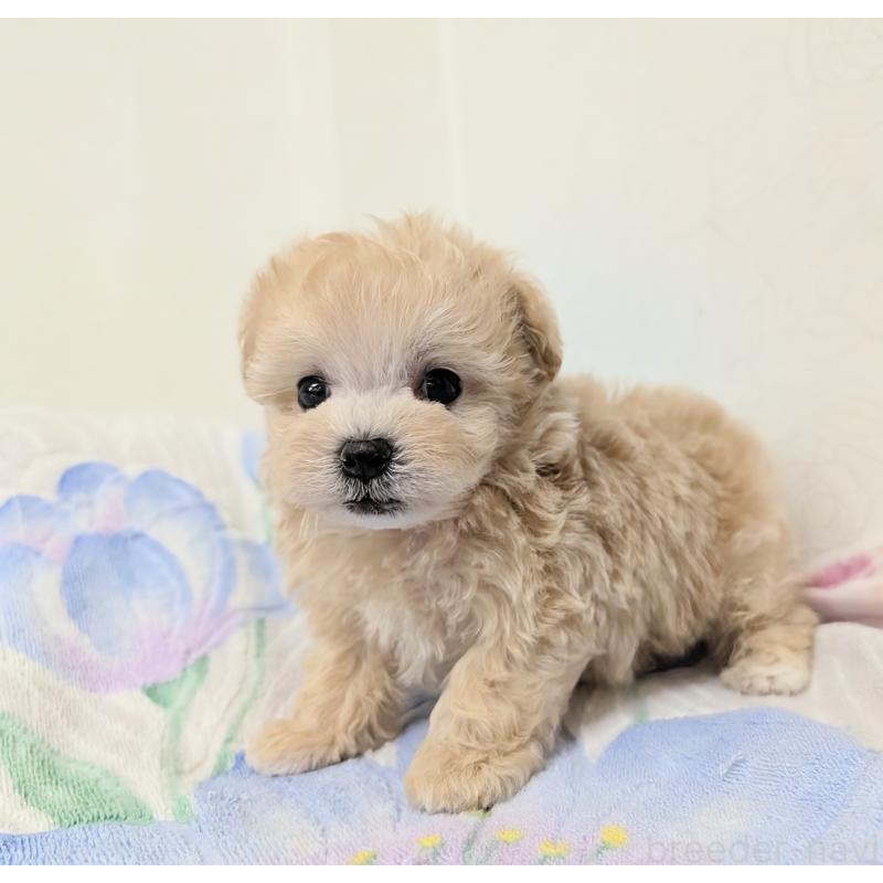 販売中の宮崎県のミックス犬-419727の5枚目