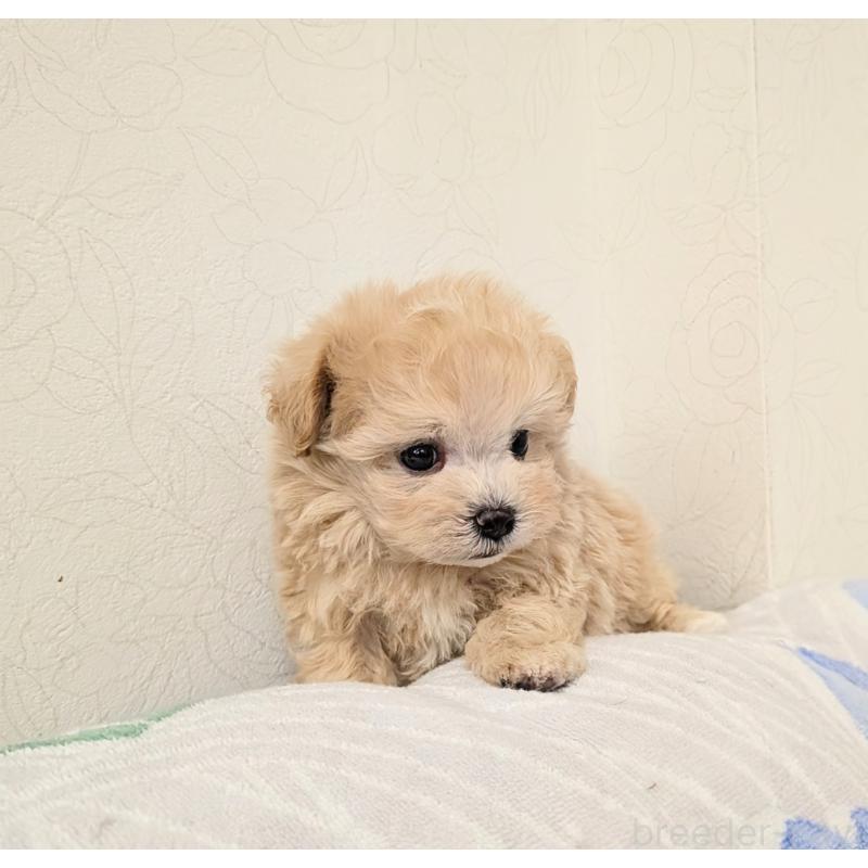販売中の宮崎県のミックス犬-419727の4枚目