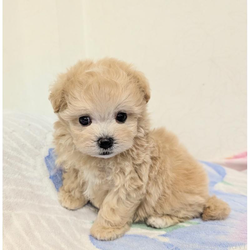 販売中の宮崎県のミックス犬-419727の3枚目