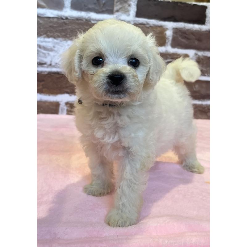 販売中の鹿児島県のミックス犬-419723の1枚目